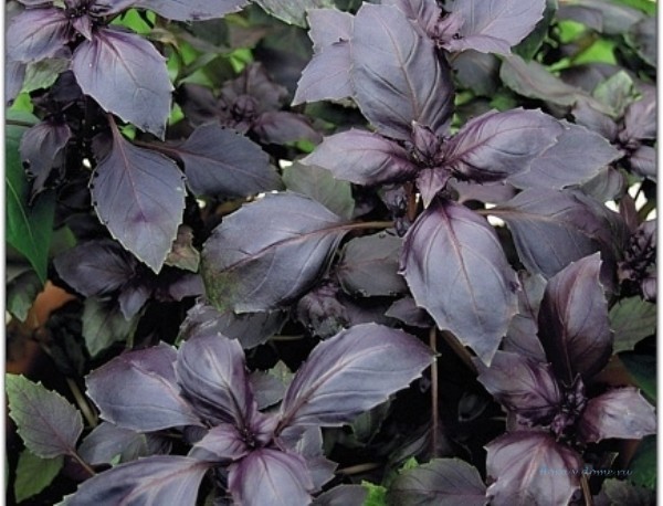 Высотой до 30 см, листья сине-фиолетовые, по краям слегка пильчатые и волнистые, с корично-имбирным запахом
