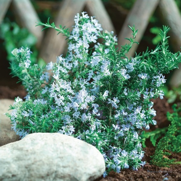 Хорош для садового выращивания. Зимостоек (выдерживает до -15С). Листья серо-зелёные, цветы - голубовато-фиолетового цвета.