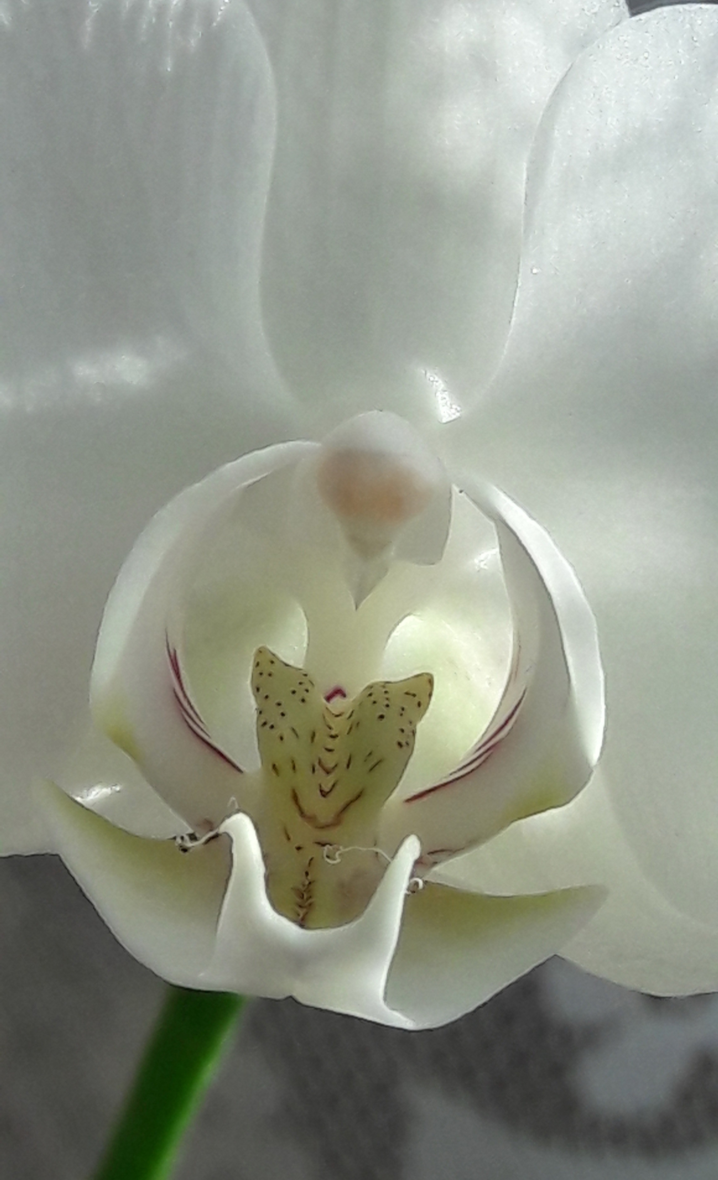 Голландские Орхидеи