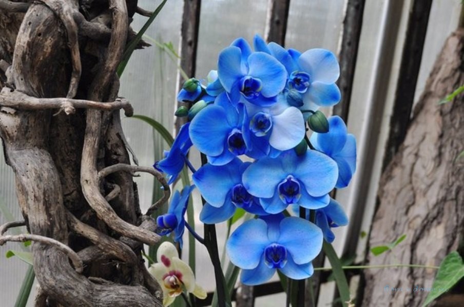 Синяя (голубая) орхидея — крашеная или нет и описание