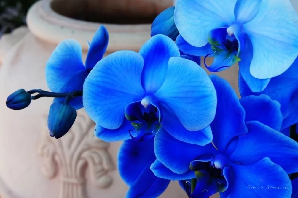 Синяя (голубая) орхидея — крашеная или нет и описание