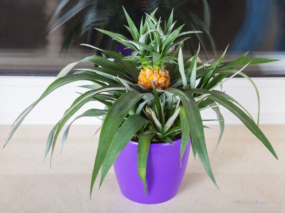 Можно ли выращивать ананас в домашних условиях?