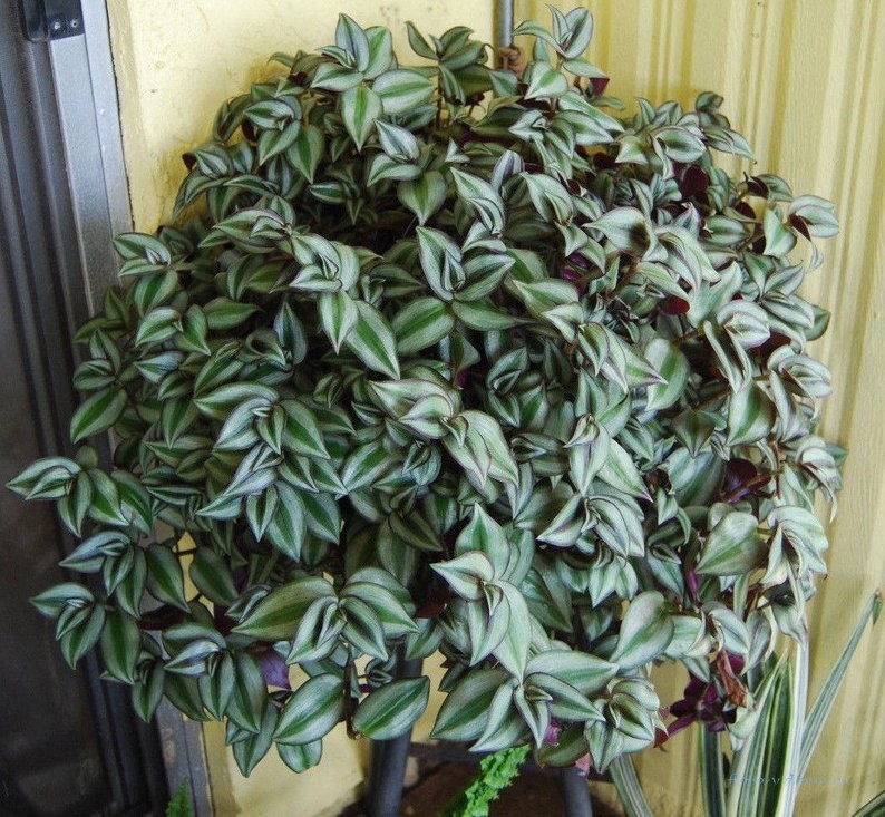 Традесканция – одно из самых распространённых комнатных растений. |  floravdome.ru