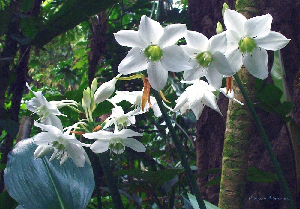Эухарис — белоснежная комнатная лилия: уход, размножение и особенности