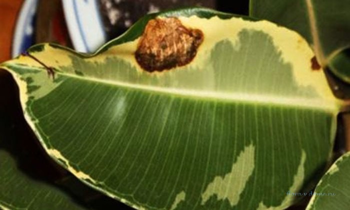 Фото примеры болезней листьев каучуконосного фикуса