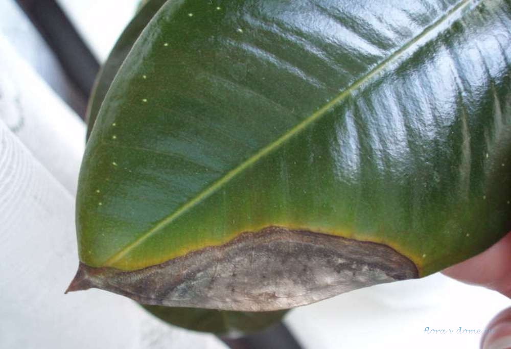 Почему у фикуса опадают листья: основные причины