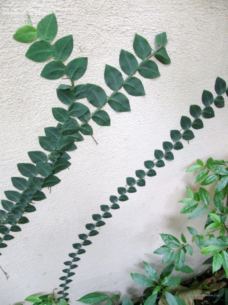 Рафидофора стебельчатая, выращиваемая как  лиана