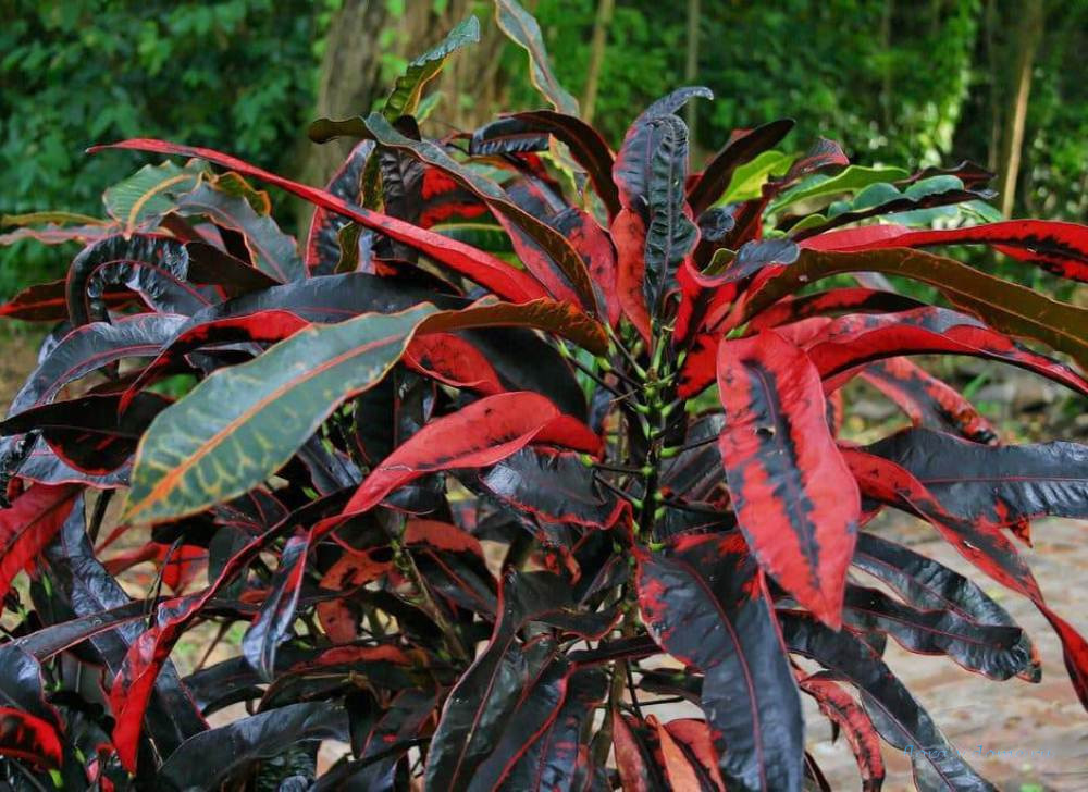 Кодиеум-кротон с ярко-красными листьями