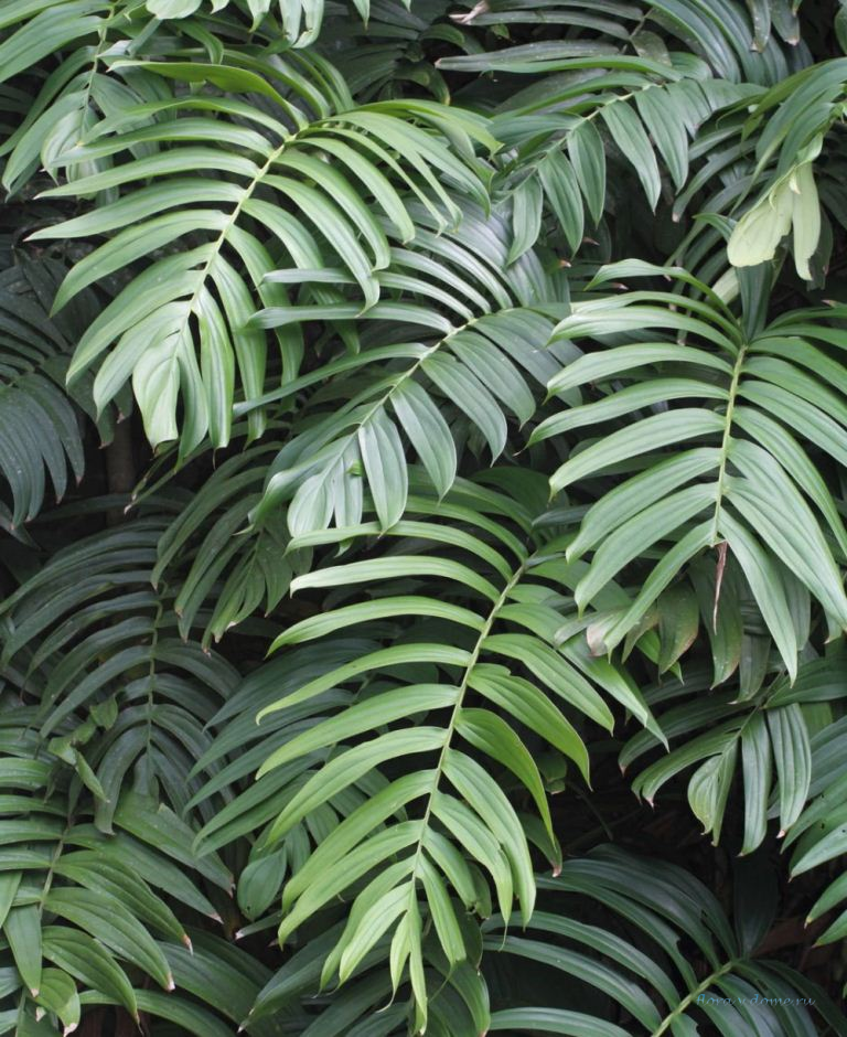 Листья Рафидофоры декурсива (Rhaphidophora decursiva)