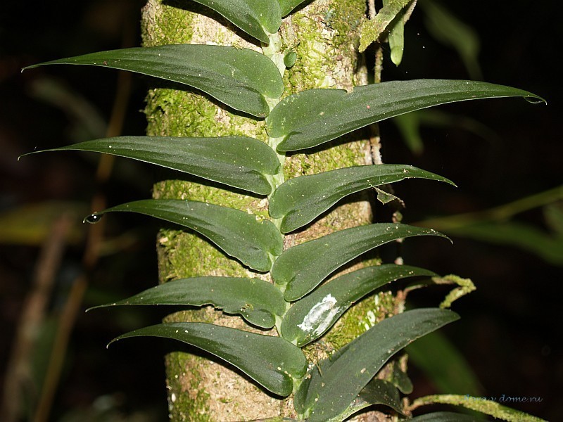 Молодые листья Рафидофора тениус Сильвер в природе