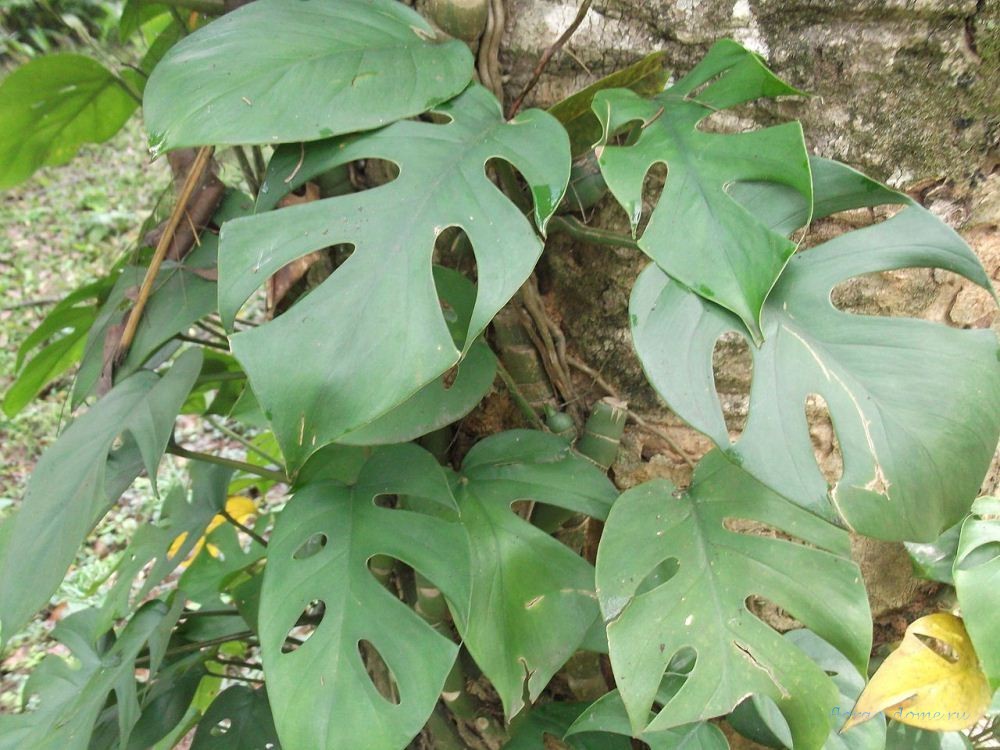 Рафидофора пертуза (Rhaphiodophora pertusa)