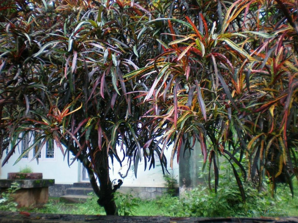 Кротон-дерево в природе