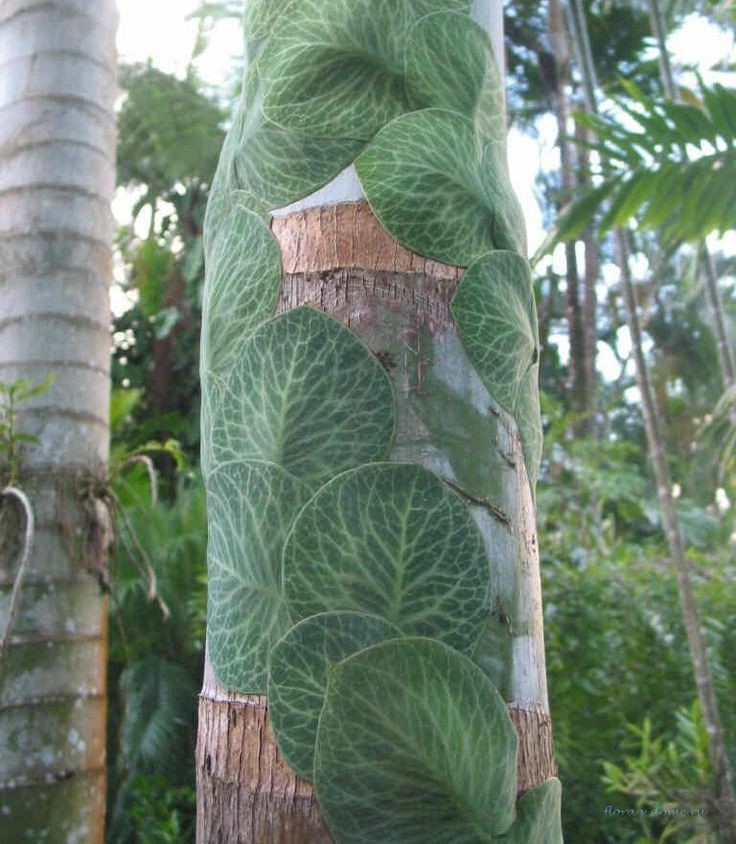 Рафидофора криптанта на дереве-опоре