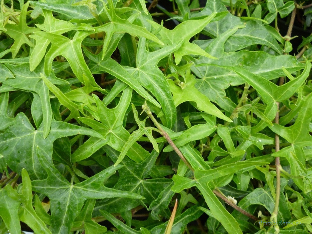 Оригинальный вид Hedera helix Saggitifolia со стрельчатыми листьями