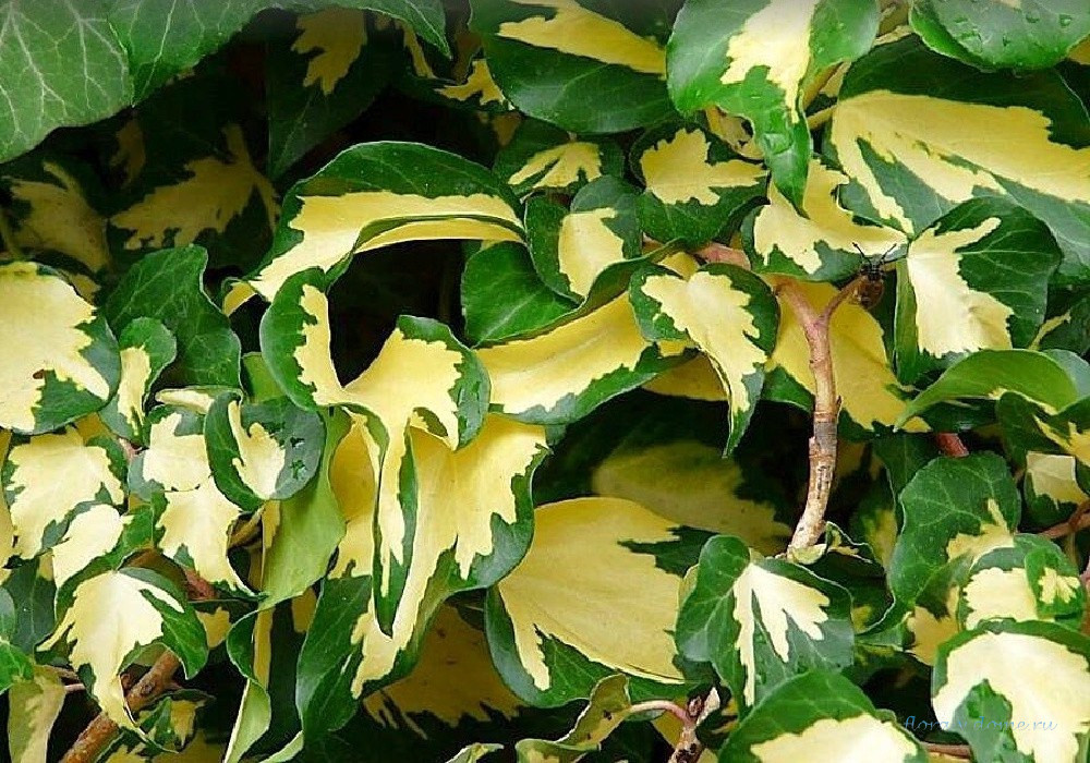 Яркие листья Хедеры Золотое сердце (Hedera Goldheart)