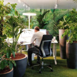 офисные растения преображают рабочее место